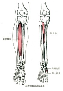 胫骨