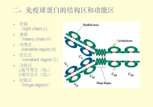 免疫球蛋白的作用和功效及主治 300