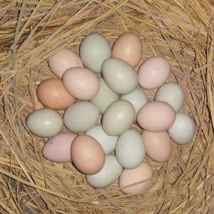 土鸡蛋