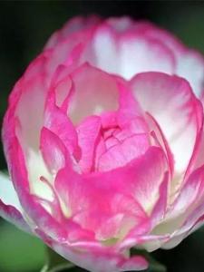花毛茛