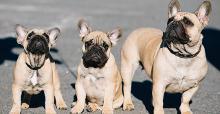 斗牛犬