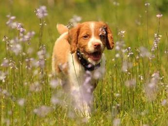 不列塔尼猎犬