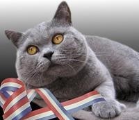 英国短毛猫