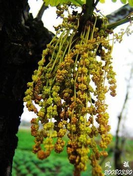 坚果是什么科什么属 0