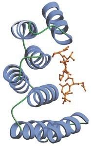 分子伴侣