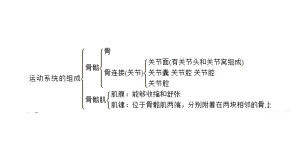 运动系统