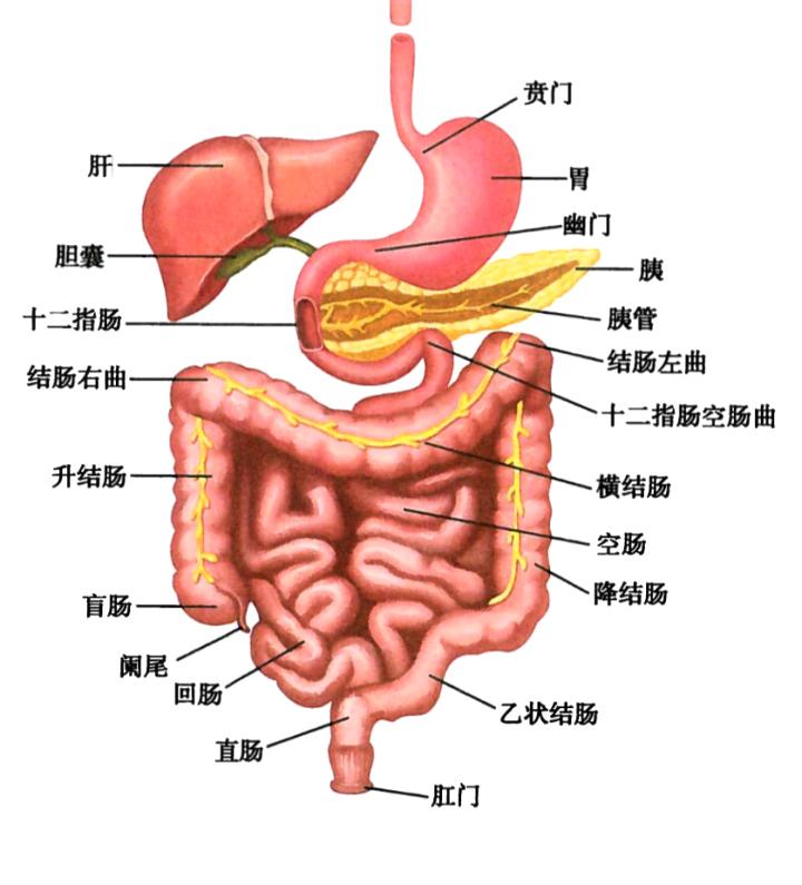 上腹部内脏器官图片图片