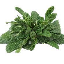 荔枝草