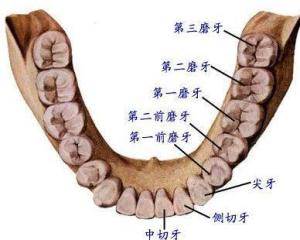 第一磨牙结构图图片