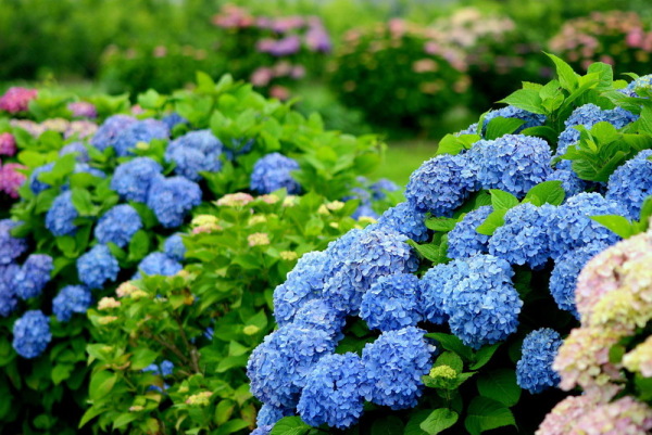 八仙花 虎耳草科八仙花属植物 搜狗百科 八仙花 虎耳草科八仙花属植物 搜狗百科