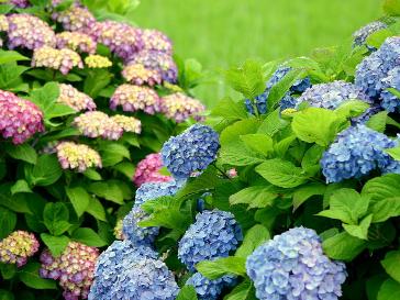 八仙花 搜狗百科