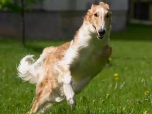 苏俄猎狼犬