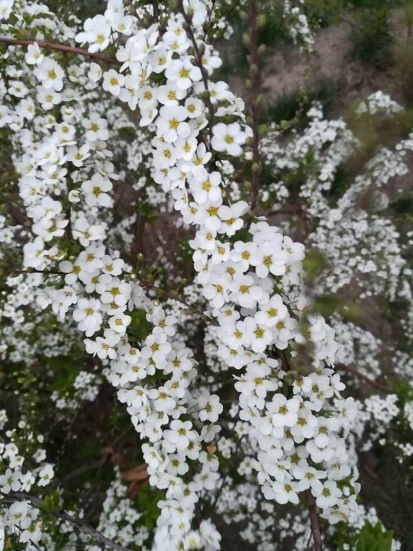 线叶绣线菊 绣线菊属植物 搜狗百科