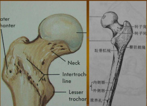 髀骨在人体的位置图片