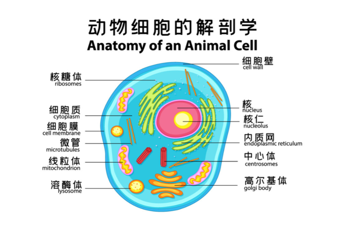 动物细胞 生物学术语 搜狗百科