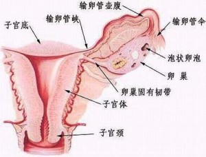 剖视图有助于理解正文