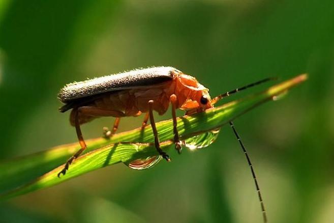 鞘翅目 昆虫纲的下一目 搜狗百科