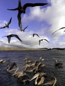 在加拉帕戈斯群岛海域游弋的鹈鹕