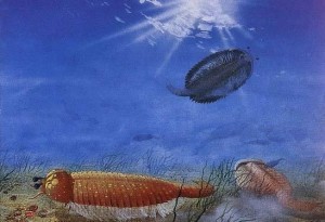 昆虫远祖的远祖----抚仙湖虫生态景观 昆虫远祖的远祖----抚仙湖虫生态景观