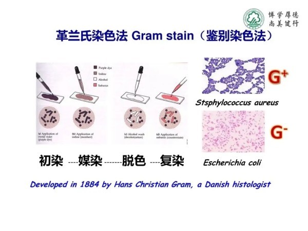 革兰氏染色法 搜狗百科