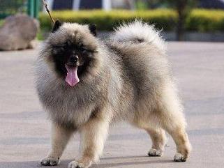 荷兰毛狮犬