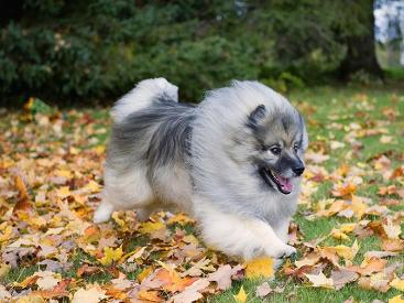 荷兰毛狮犬