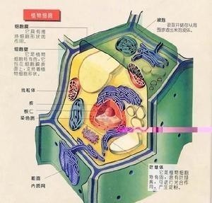 植物细胞