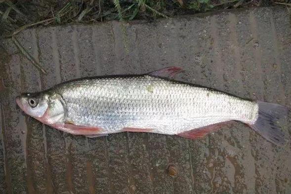 红鳍鲌 鲤科鲌属鱼类 搜狗百科 红鳍鲌 鲤科鲌属鱼类 搜狗百科