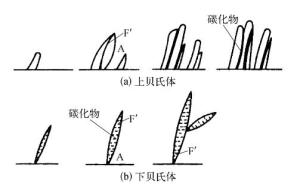 图1 贝氏体形成过程示意