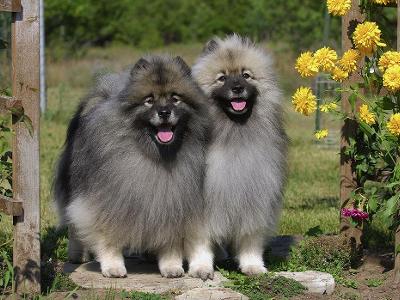 荷兰毛狮犬