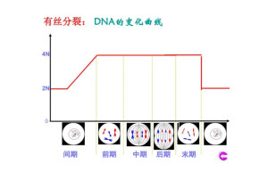 有丝分裂