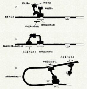 基因表达调控