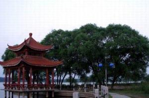 龙子湖区