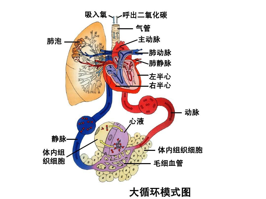 循環系統是分佈於全身各部的連續封閉管道系統,它包括心血管系統和