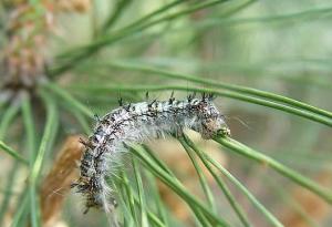 柳杉毛虫