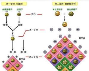 孟德尔发现遗传规律图片