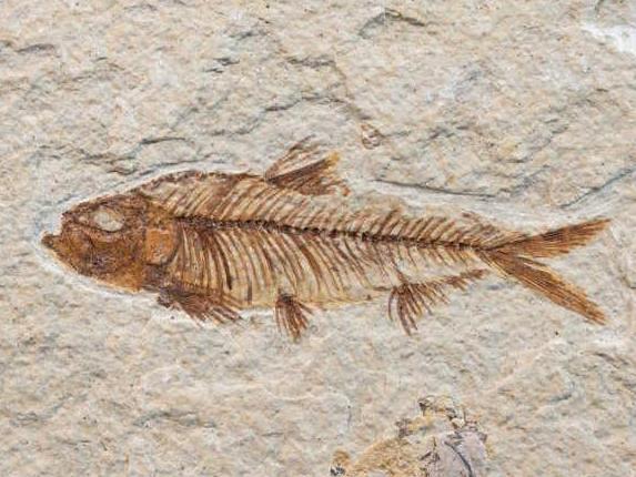 鱼化石 搜狗百科