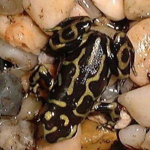 青蛙效应