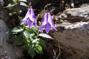 沙参什么季节种 300