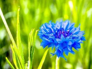 矢车菊