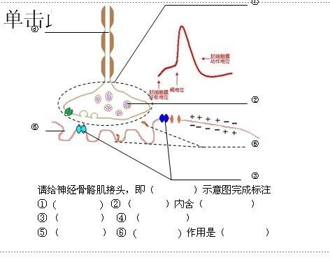 运动终板切片图片