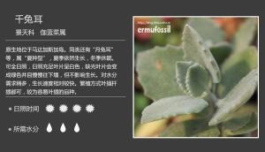 千耳兔习性