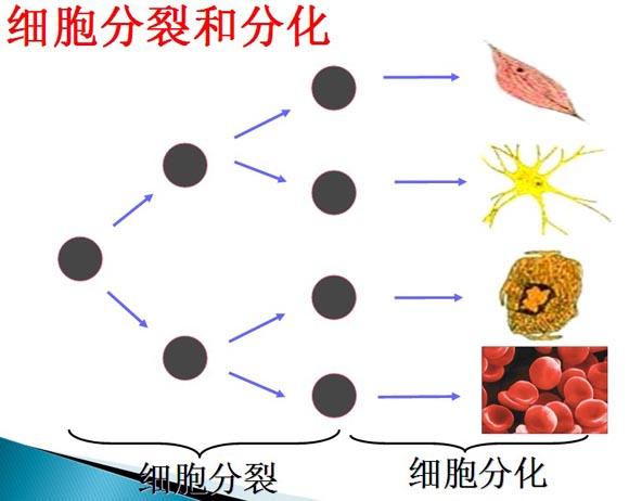 细胞分化