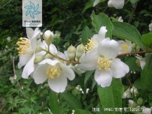 溲疏花果