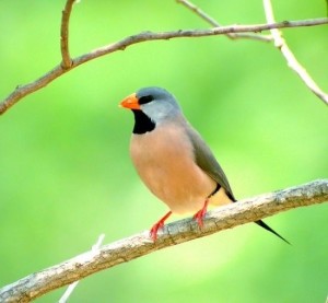 中文名長尾草雀別名紅嘴牧師雀界動物界亞門脊索動物亞門亞目鳴禽亞