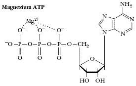 ATP 和镁离子相互作用
