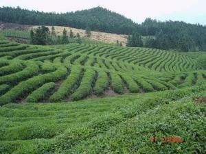 建德下涯茶叶示范园区
