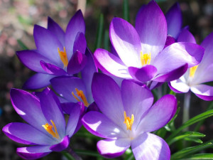 番红花