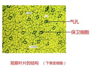 蒸腾作用