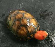 蛋龟